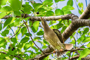 さくらんぼを食べるムクドリ