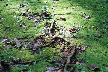 A thick tree root covered in moss and dry leaves in a damp forest.