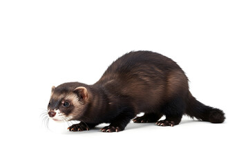 Obraz premium Captivating portrait of a Sable Ferret standing in a studio setting with a pure white background, showcasing its sleek fur and playful nature.