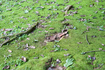 A thick tree root covered in moss and dry leaves in a damp forest.