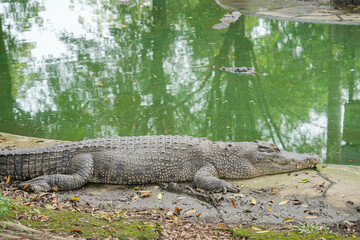 A large saltwater crocodile is resting on the ground near its pond, with its mouth slightly open.