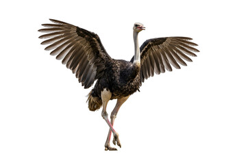 Magnificent ostrich gracefully displays its expansive wings against a stark white backdrop, showcasing nature's elegance and avian majesty with poised grace.