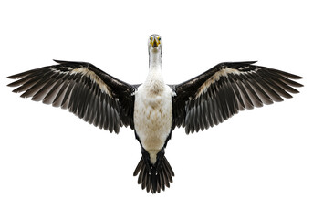 Fototapeta premium Majestic Waterbird's Aerial Display: Spreading Wings Wide on a Clear, Pristine Backdrop for a Dramatic Ornithological Visual, isolated against a white background.