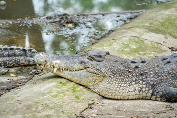A large saltwater crocodile is resting on the ground near its pond, with its mouth slightly open.