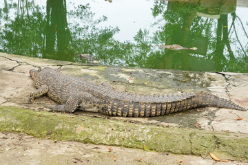 A large saltwater crocodile is resting on the ground near its pond, with its mouth slightly open.