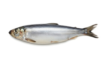 Obraz premium Isolated herring fish detailed studio shot, showcasing its vibrant silver scales and streamline design. An elegant representation of aquatic freshness.