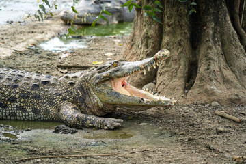 Fototapeta premium A close-up shot of a crocodile resting on a riverbank with its mouth open, showcasing its powerful jaws and sharp teeth.
