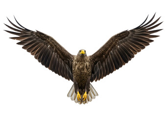 Obraz premium Majestic bird of prey in flight, showcasing a wide wingspan against a stark white backdrop, a symbol of freedom and wild nature.