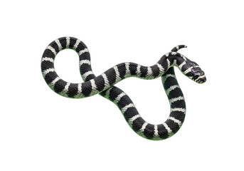 Naklejka premium Striking black and white patterned snake gracefully coiled on a pristine white background, showcasing its unique beauty and intricate scale patterns in sharp detail.