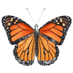 Watercolor Monarch Butterfly Illustration Isolated on Transparent Background