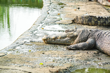 A large saltwater crocodile is resting on the ground near its pond, with its mouth slightly open.
