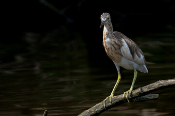 A pond heron standing gracefully
