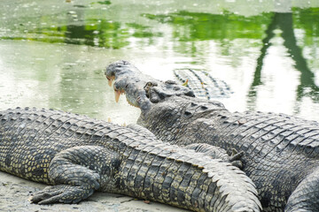 A close-up shot of a crocodile resting on a riverbank with its mouth open, showcasing its powerful jaws and sharp teeth.