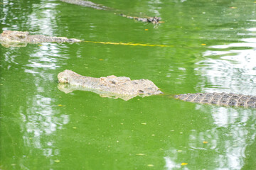A hidden crocodile, with only its head and part of its back visible, lurks in a vibrant green pond covered in algae or duckweed. The water's surface creates a dense, natural camouflage.