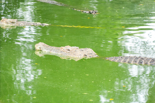 A hidden crocodile, with only its head and part of its back visible, lurks in a vibrant green pond covered in algae or duckweed. The water's surface creates a dense, natural camouflage.