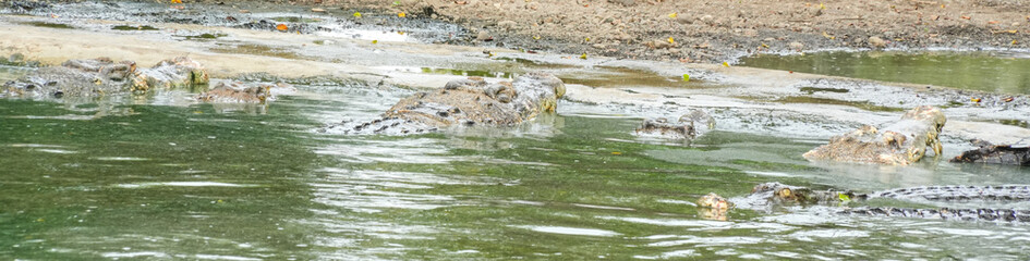A group of crocodiles rest in their muddy green pond.