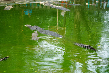 A group of crocodiles rest in their muddy green pond.