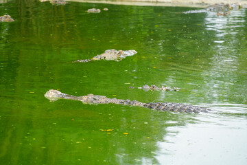 A group of crocodiles rest in their muddy green pond.