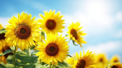 Fototapeta premium Field of blooming sunflowers under bright blue sky with cheerful summer mood, vibrant seasonal background for nature and floral concepts.