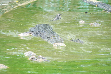 A group of crocodiles rest in their muddy green pond.