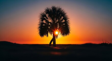 Silhouette of Palm Tree at Sunset.
