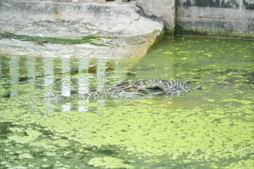 A hidden crocodile, with only its head and part of its back visible, lurks in a vibrant green pond covered in algae or duckweed. The water's surface creates a dense, natural camouflage.