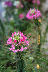Vibrant Pink Flowers with Delicate Petals Blooming in a Lush Green Environment