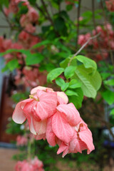 Delicate Pink Blooming Flowers with Green Leaves in a Nature Setting