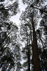 Tall Trees Reaching Skyward in Dense Pine Forest with Overcast Sky Above
