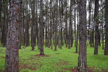 Serene Pine Forest with Tall Trees Surrounded by Lush Green Grass and Natural Light