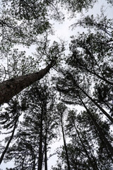 Dramatic Perspective of Tall Trees Reaching Skyward Against a Gloomy Overcast Sky