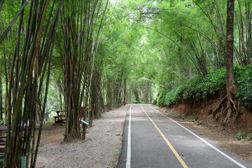 Serene Pathway Through Lush Bamboo Forest Ideal for Nature Walks and Outdoor Adventures