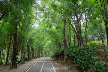 Serene Bamboo Pathway Surrounded by Lush Greenery for Peaceful Nature Walks and Adventures