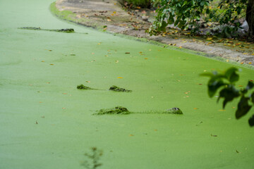 Hidden crocodiles with only its head and part of its back visible, lurks in a vibrant green pond covered in algae or duckweed. The water's surface creates a dense, natural camouflage.