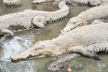 A group of large, scaly crocodiles rests together in a shallow, murky pool of water.