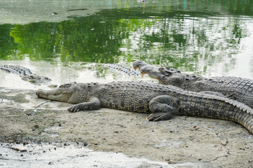 A close-up shot of a crocodile resting on a riverbank with its mouth open, showcasing its powerful jaws and sharp teeth.