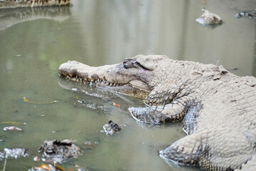 A crocodile resting in shallow, murky green water, with its head and scaly body visible. The reptile's powerful jaws and textured skin are prominent.