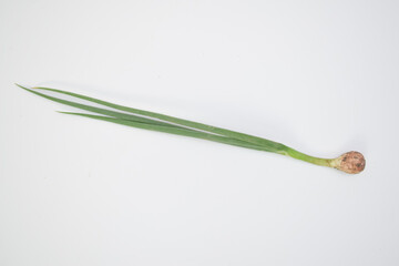 Fototapeta premium Single fresh shallot with green leaves and soil on bulb isolated on white background, concept of organic farming and cooking ingredient.