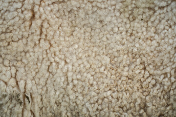 A close-up, detailed texture of natural sheep wool, showcasing its soft, curly fibers in warm white and cream tones. Ideal for backgrounds or textile projects.