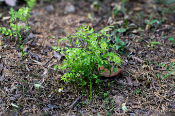 Curry leaf plant saplings sprouting from the root of a parent plant.