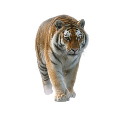 Obraz premium Prowling storm tiger isoleted on transparent background .