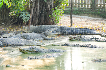 A group of large, scaly crocodiles rests together in a shallow, murky pool of water.