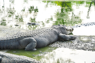 A large, scaly crocodile rests on the muddy bank of a murky pond, its powerful body and tail partially submerged in water.