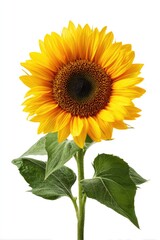 Fototapeta premium Single sunflower, vibrant yellow petals, dark center, green leaves, isolated white background (1)