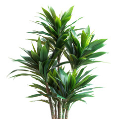 Yucca Gigantea Elephantipes plants