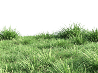 green grass isolated on white background