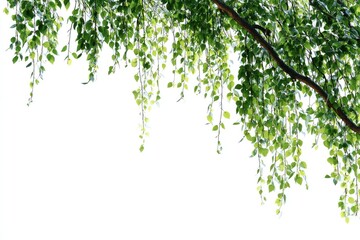 Lush green leaves cascading from branches