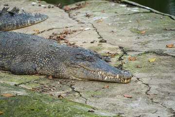 A close-up shot of a large crocodile lying on the ground, showing its textured skin and scales.