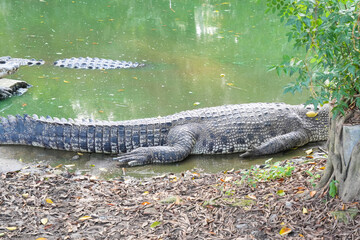 A close-up shot of the body and tail of a large saltwater crocodile, showcasing its scaly, textured skin