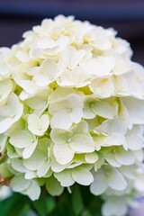This macro shot captures the delicate beauty of a white hydrangea flower, showcasing its intricate petals. Perfect for designs, invitations, and projects requiring natural elegance.